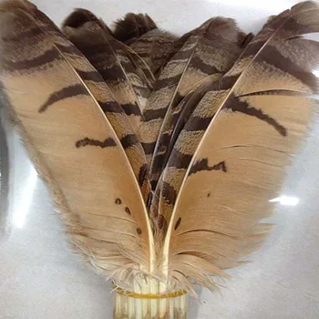 Didmeninė 100vnt gana retas Fazanų plunksnos, sparnai 10-14 cm / 25-35 cm